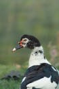 Close-up of a Muscovy Duck in Nature