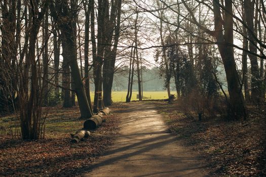 Peaceful wooded path in Den Haag, Netherlands, with trees casting shadows in a serene forest setting.
