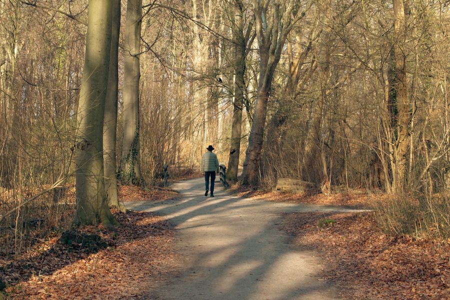 Individual walking along a serene forest path in Den Haag, showcasing autumn's beauty.