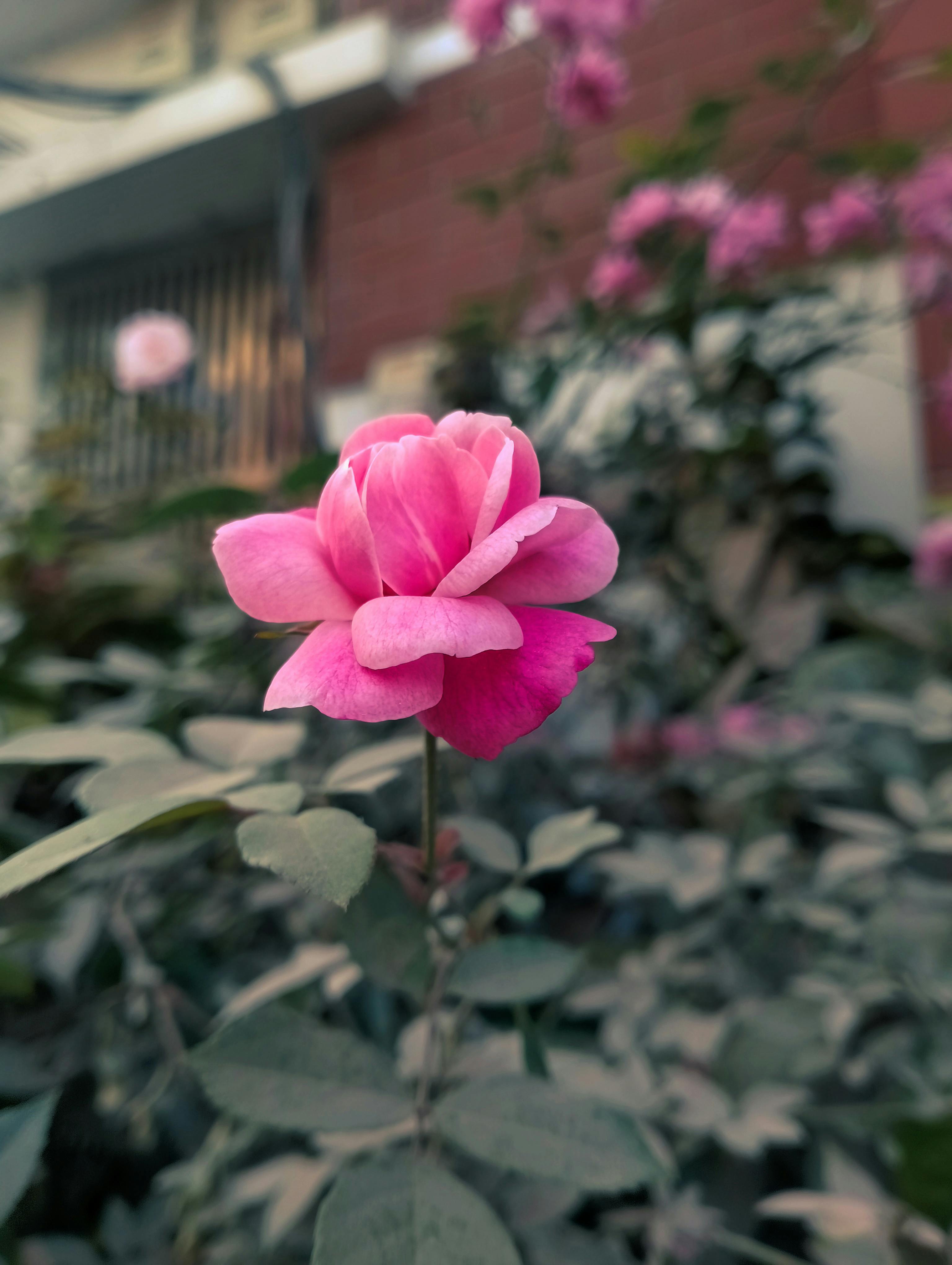 ฟรี ภาพระยะใกล้ของดอกกุหลาบสีชมพูสดใสที่บานสะพรั่งเต็มที่ โดยมีฉากหลังเป็นทิวทัศน์เมือง คลังภาพถ่าย