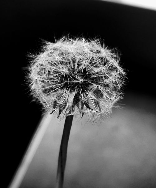 Free A detailed black and white image capturing a dandelion seed head with intricate seed patterns. Stock Photo