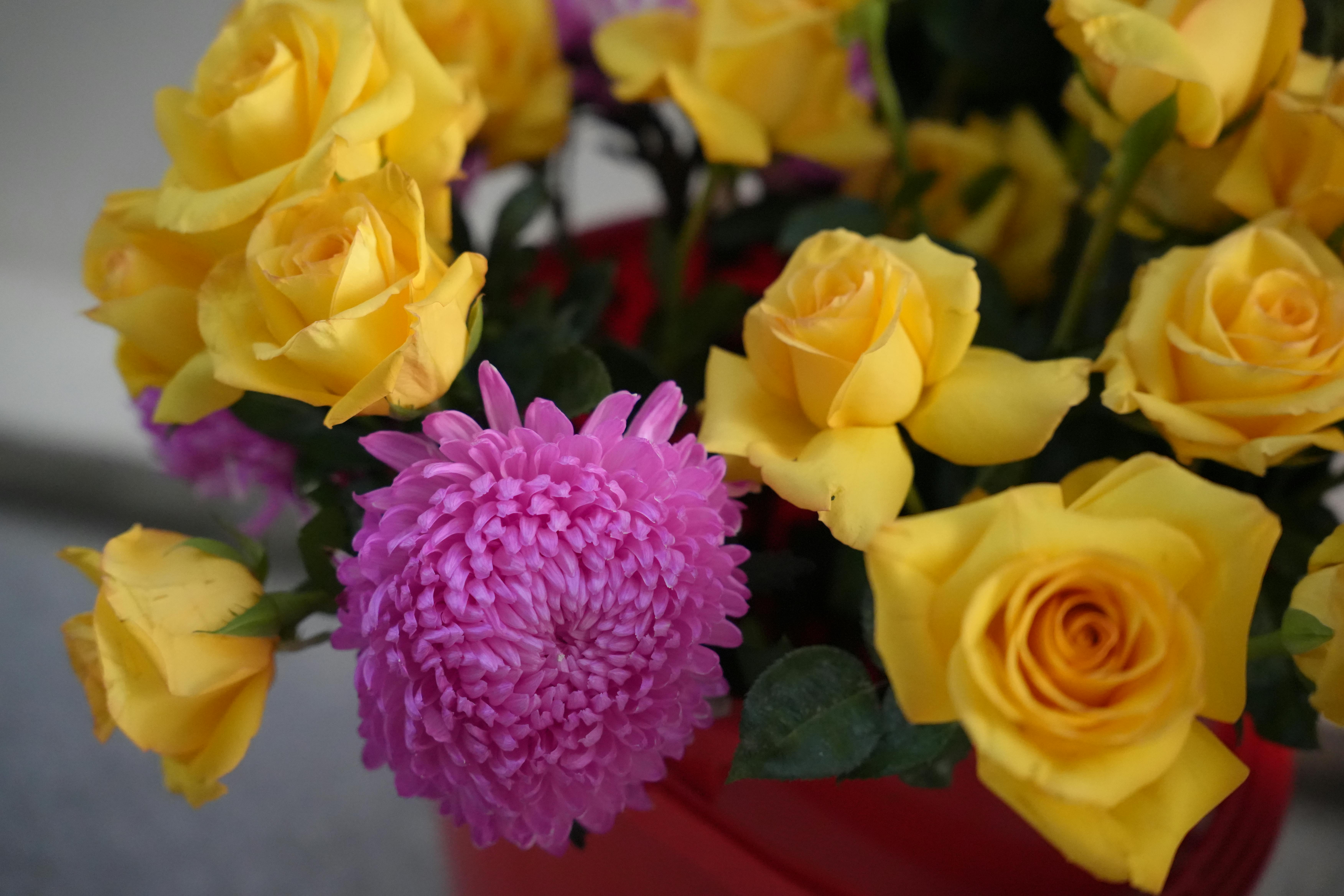 [ColoSach]-a-close-up-of-vibrant-yellow-roses-paired-with-a-pink-chrysanthemum-in-a-bouquet.