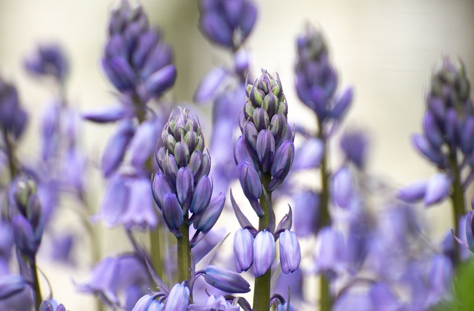 Stunning close-up of vivid bluebell flowers thriving in a natural setting.