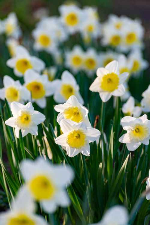 Free A stunning field of daffodils showcasing bright yellow and white blooms, symbolizing spring. Stock Photo
