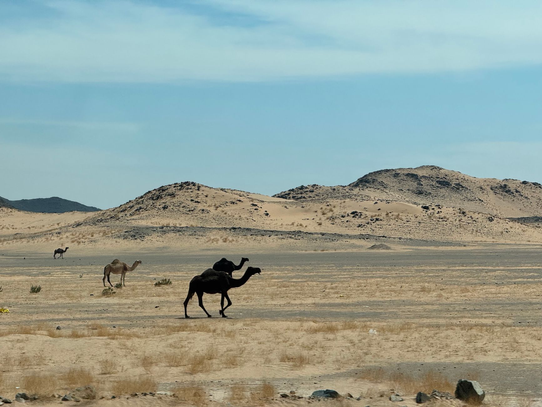T.E. Lawrence