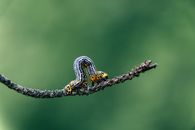 Captivating image of a vibrant caterpillar on a branch with a blurred green background.