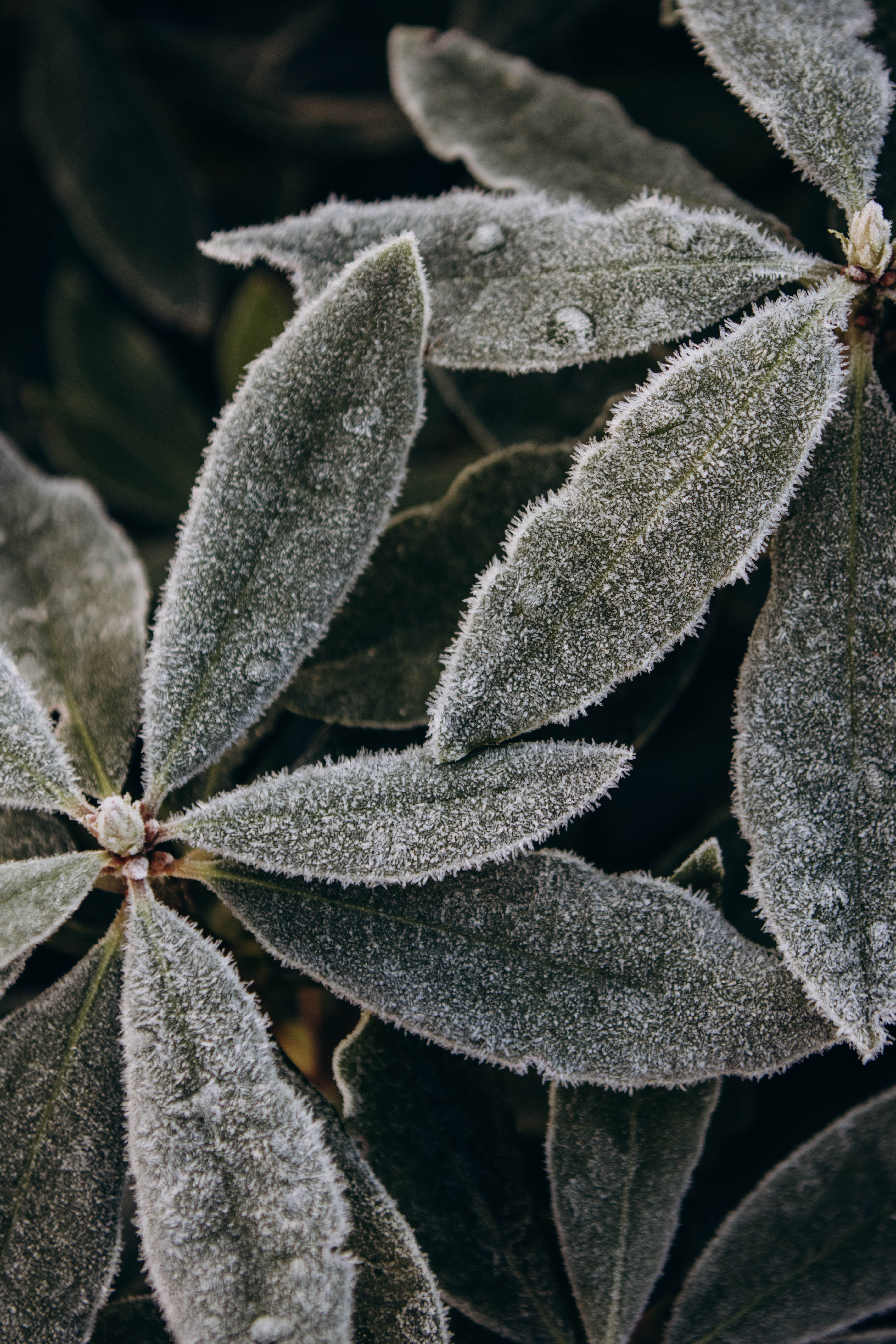 Detailed view of frosted leaves showcasing intricate ice crystals, symbolizing winter's beauty.