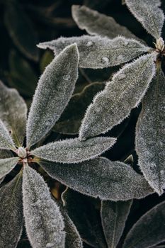 Detailed view of frosted leaves showcasing intricate ice crystals, symbolizing winter's beauty.