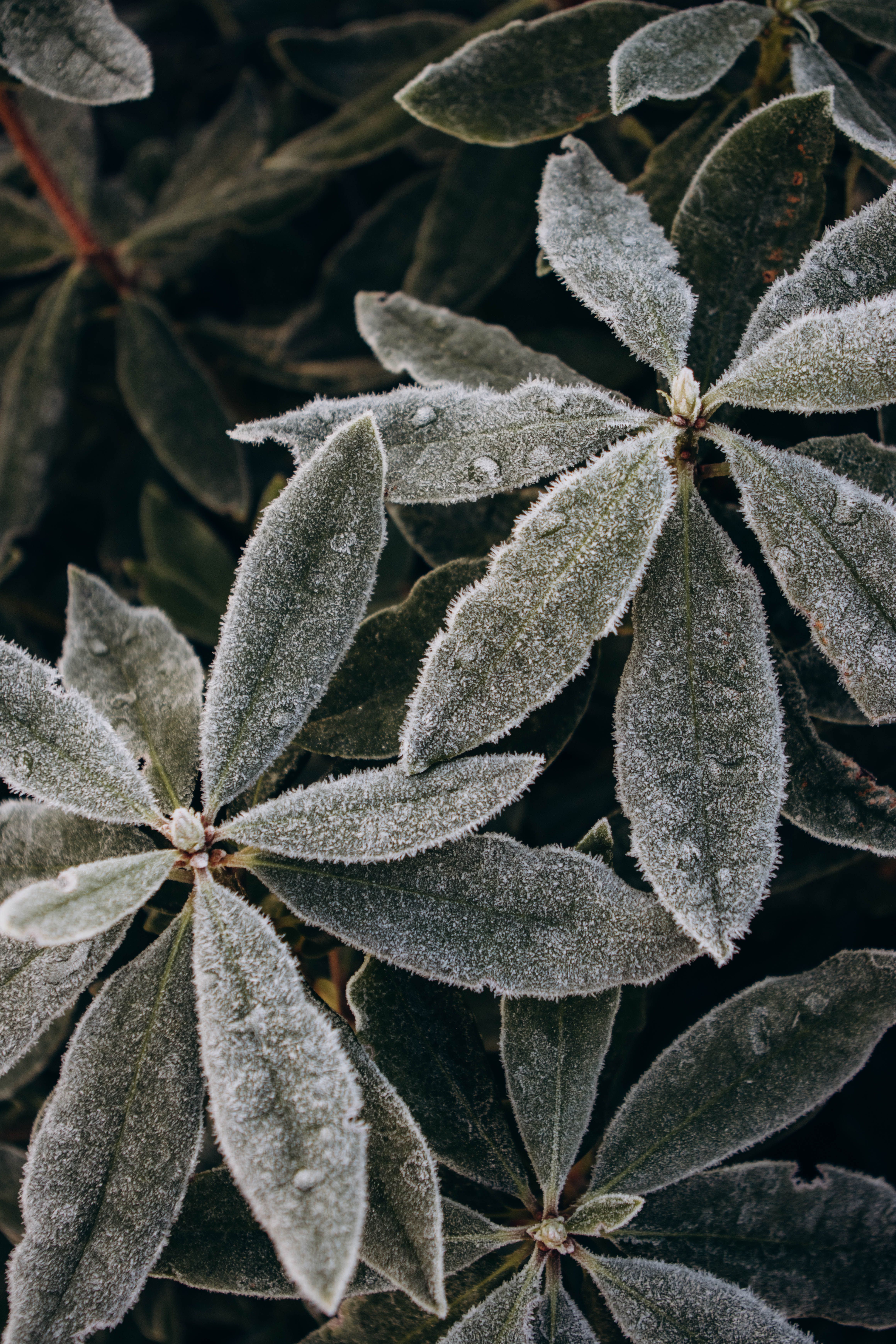 Close-up view of frost-covered leaves showcasing intricate winter patterns.