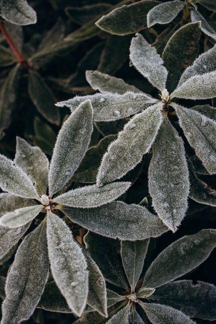 Close-up view of frost-covered leaves showcasing intricate winter patterns.