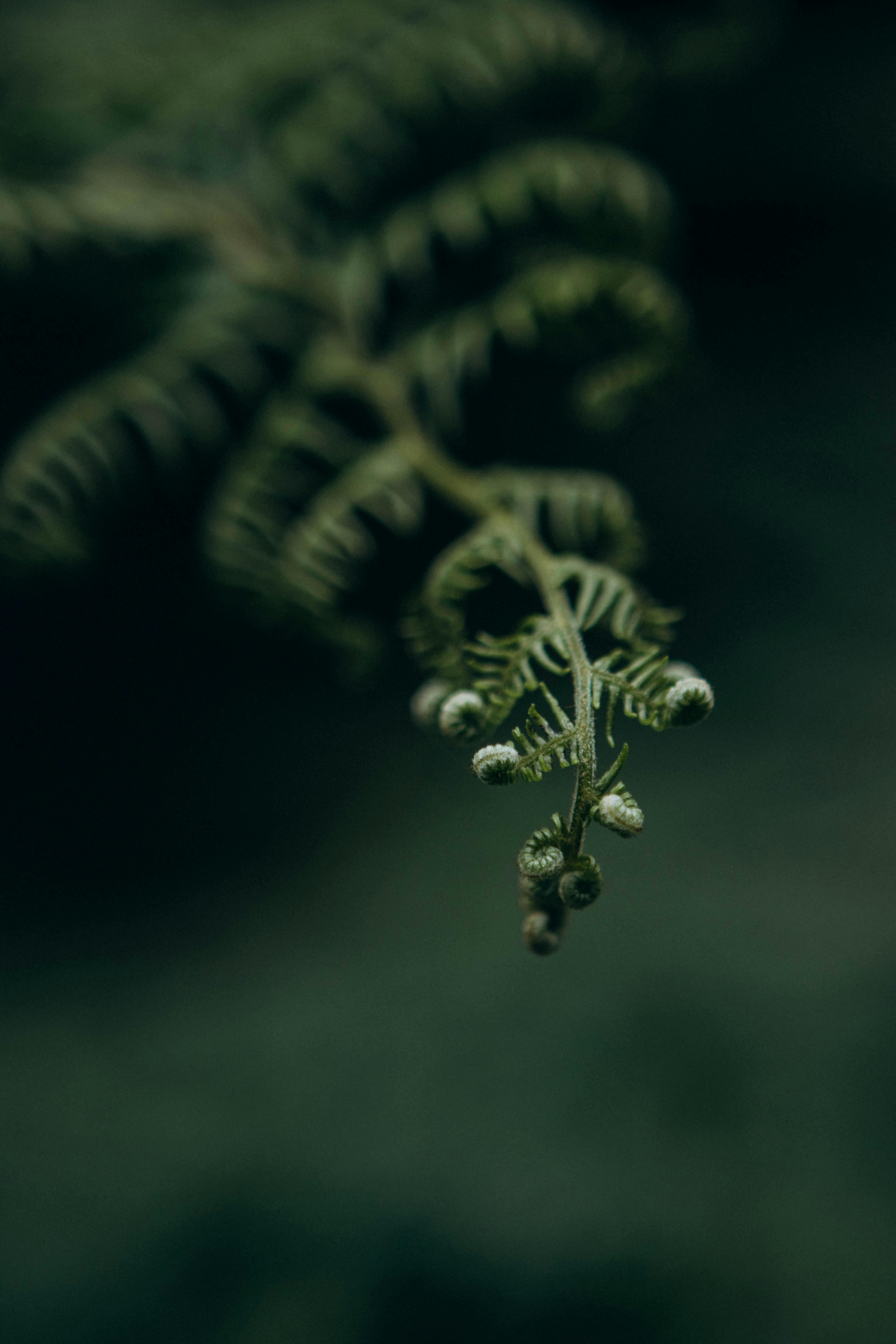 Gratis Primo piano artistico di una foglia di felce su uno sfondo scuro e malinconico. Foto a disposizione