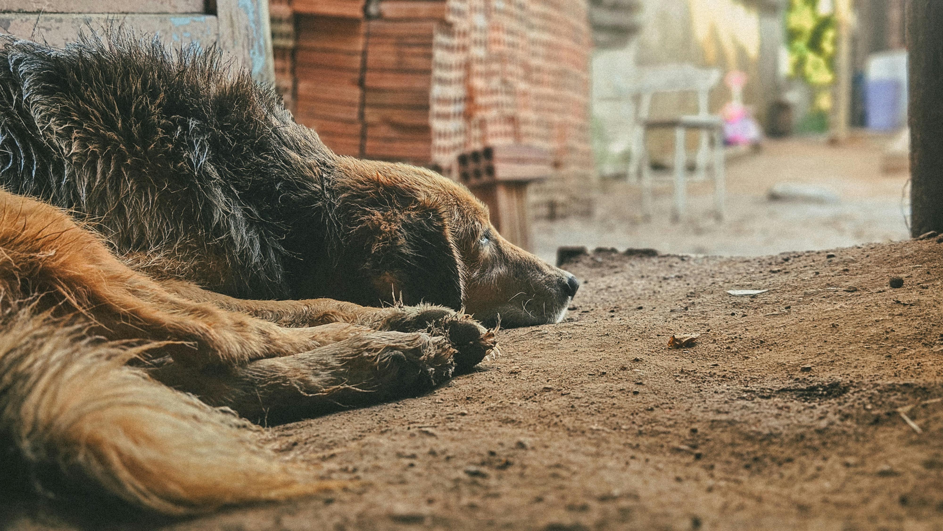 Brazil Portable Pet Grooming Shampoo - Market Analysis, Forecast, Size, Trends and Insights — Photo by Evandro Meneses on Pex