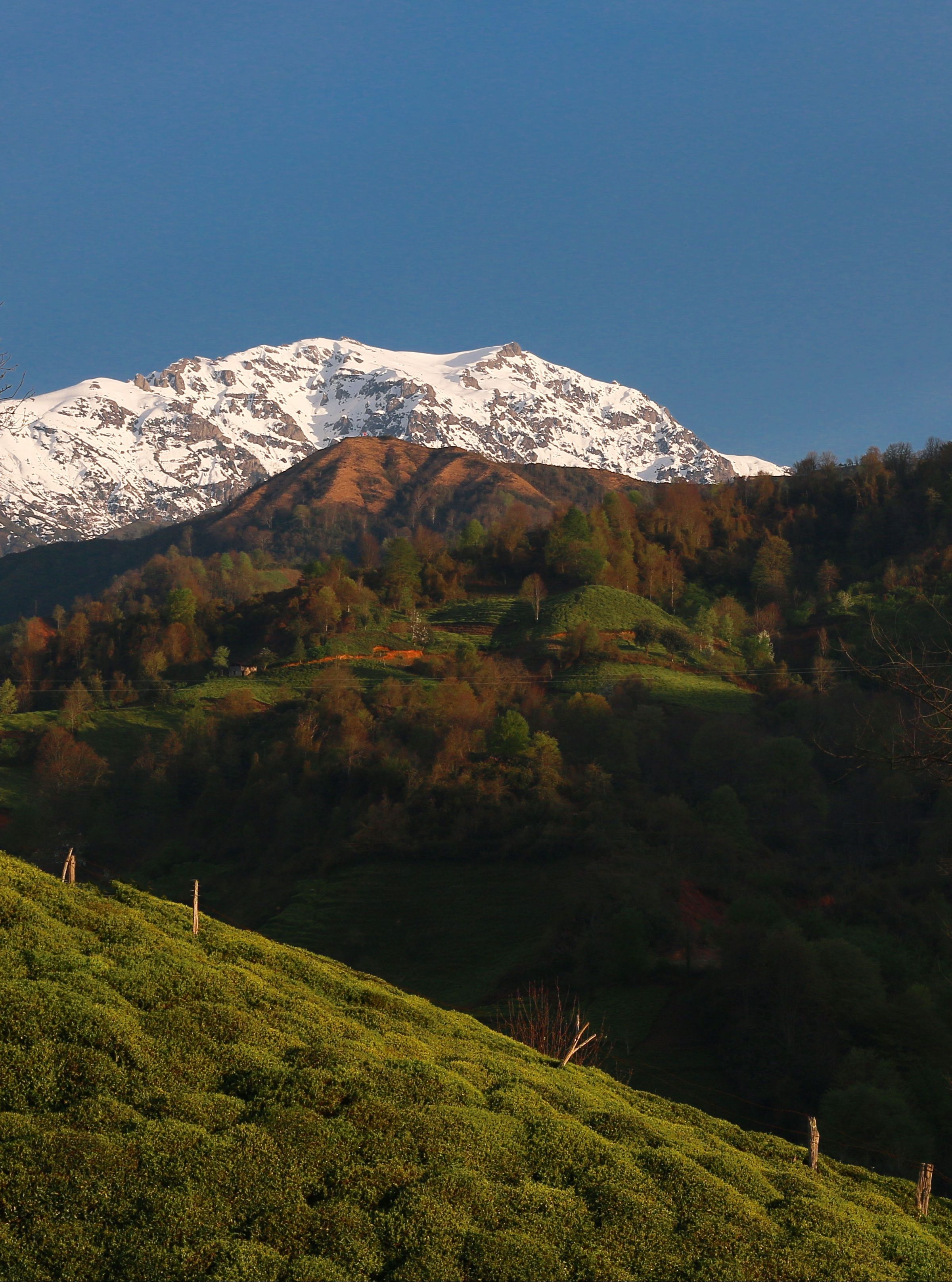 Stunning view of snow-capped mountains and lush forests in Fındıklı, Rize, Türkiye.