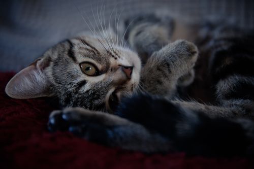 Free Adorable tabby cat lying on a red blanket indoors, exuding a relaxed and cozy vibe. Stock Photo