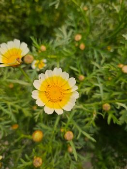 Crown Daisy / Chrysanthemum Greens (Cai Cuc / Tan O)