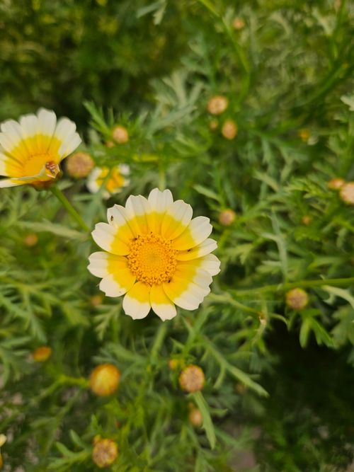 Free Vivid yellow daisies blooming amidst lush green foliage, captured during spring outdoors. Stock Photo