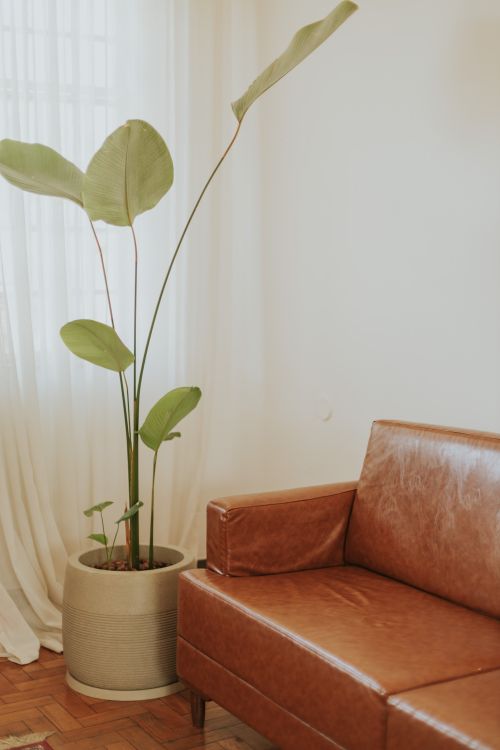 Modern Living Room with Leather Sofa and Plant · Free Stock Photo