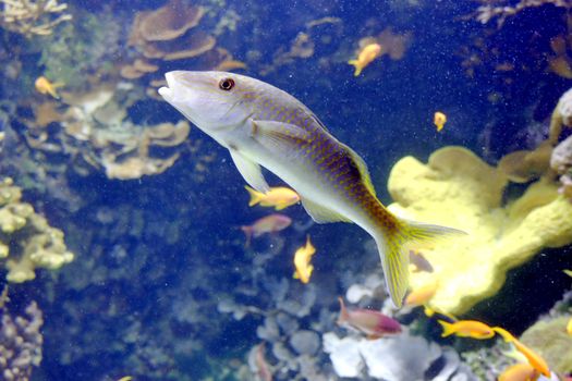 Close-up of a vibrant fish swimming among colorful corals in an underwater scene.