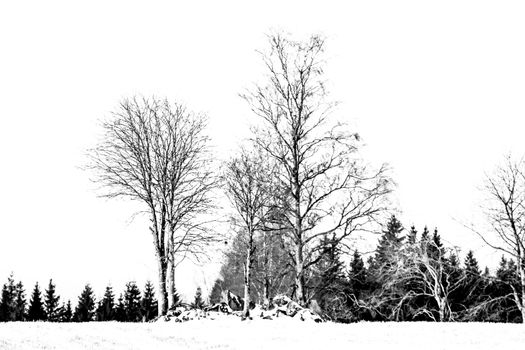 Stark black and white image of bare trees in a winter forest in Sweden.