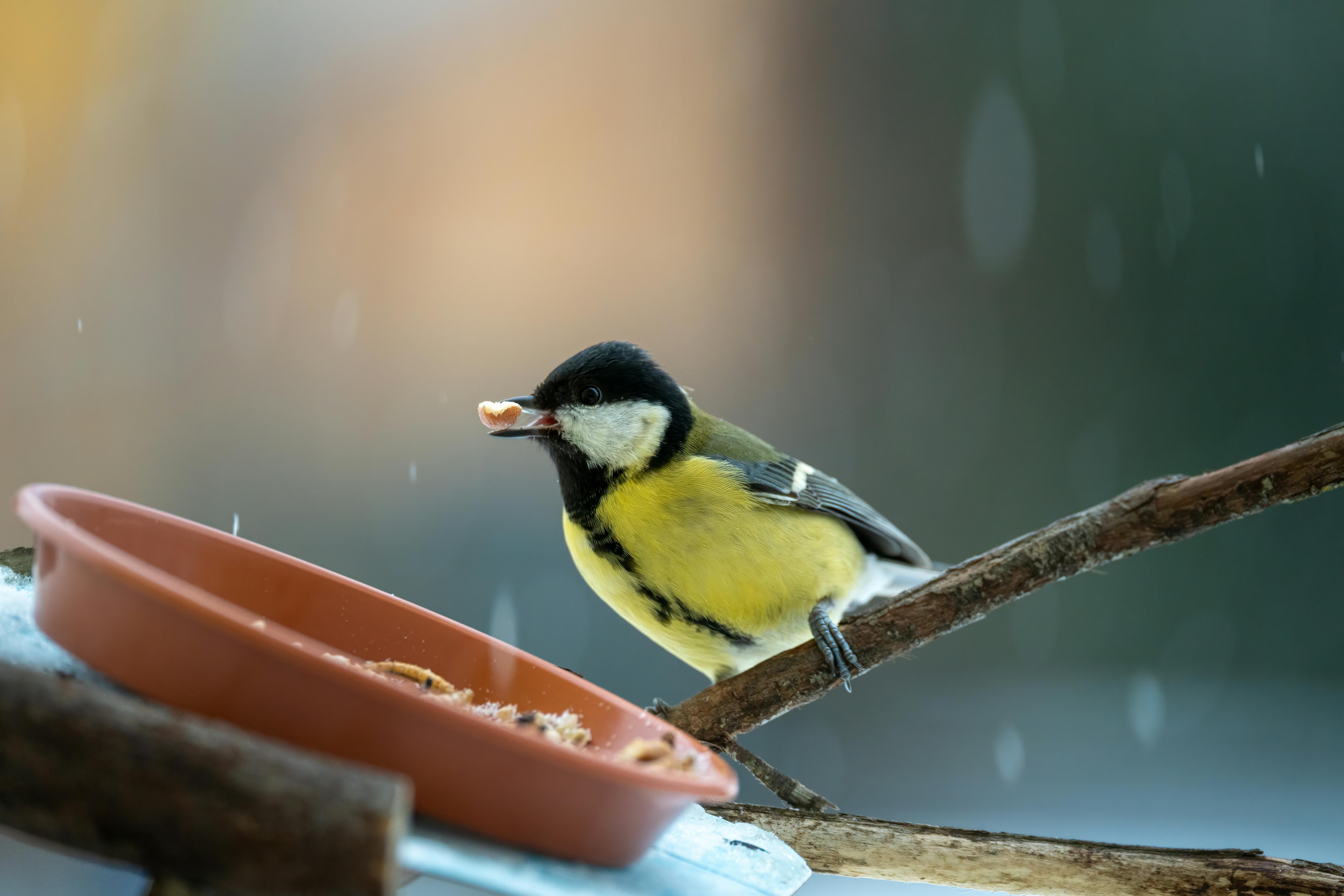 Close-up of a Great Tit eating in a winter garden. Ideal for nature and bird photography enthusiasts.