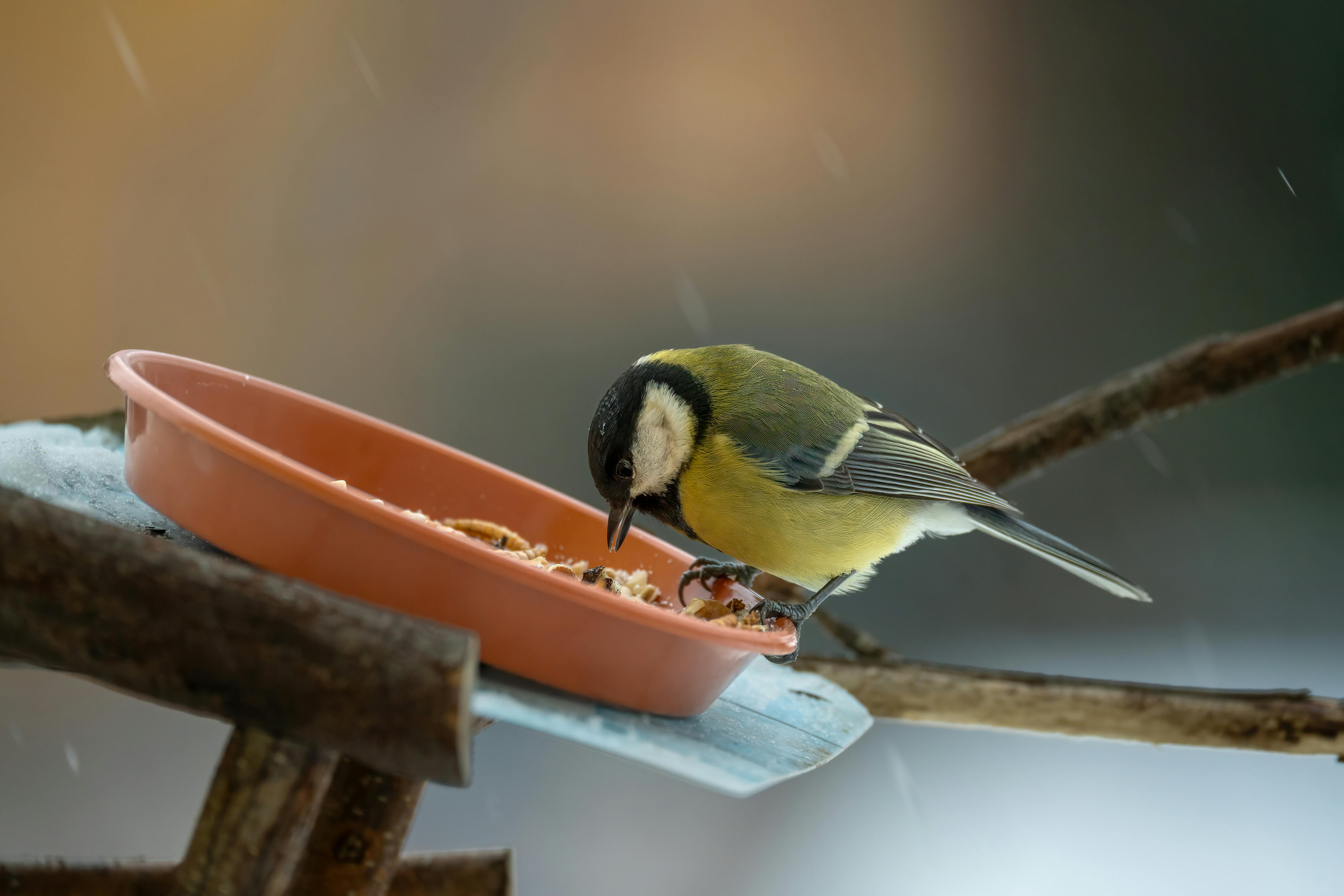ฟรี นกหัวขวานถ่าน (Periparus ater) กำลังกินใบไม้บนกิ่งไม้ในช่วงฤดูหนาว คลังภาพถ่าย