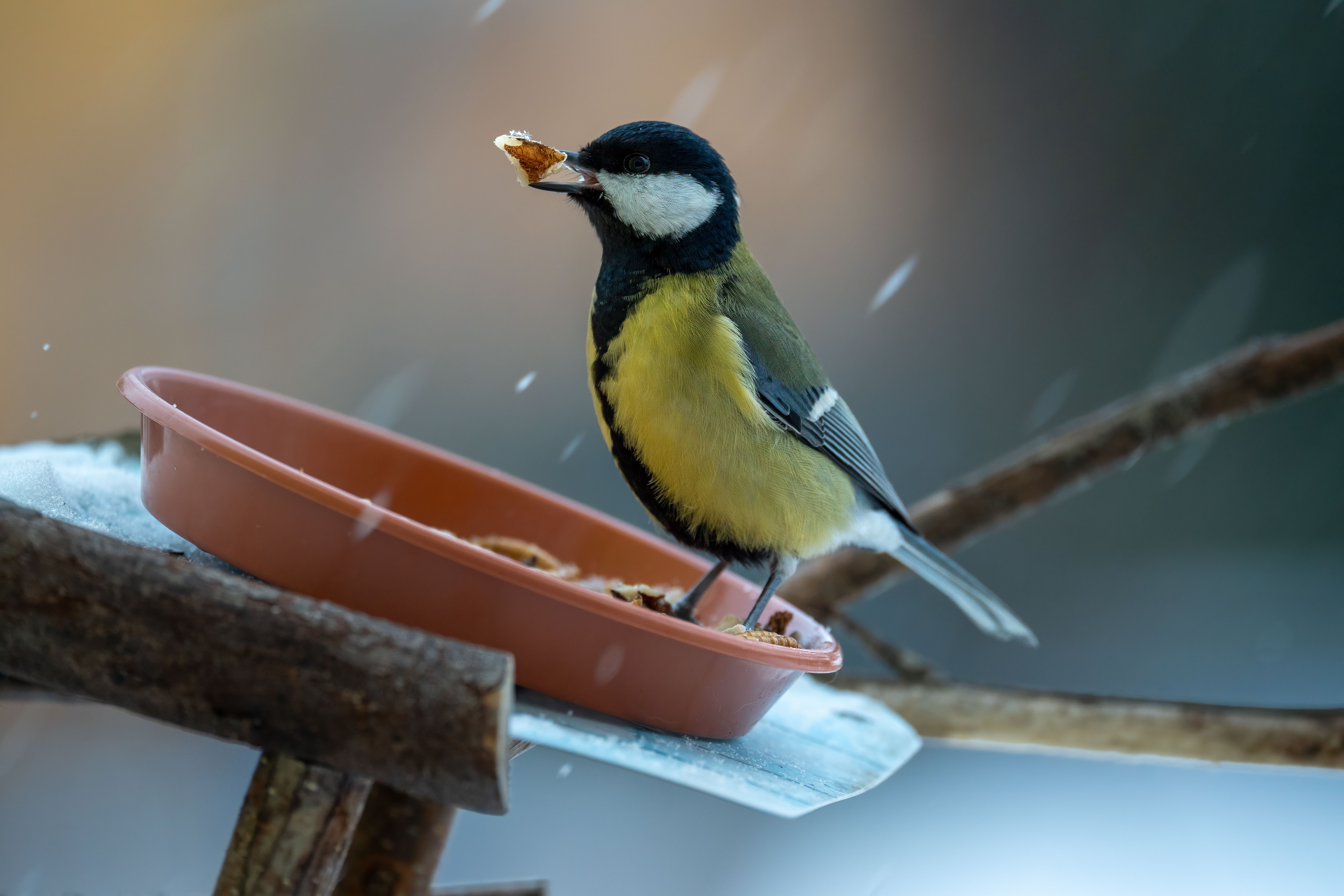 Premium-Flockenfutter in hoher Qualität