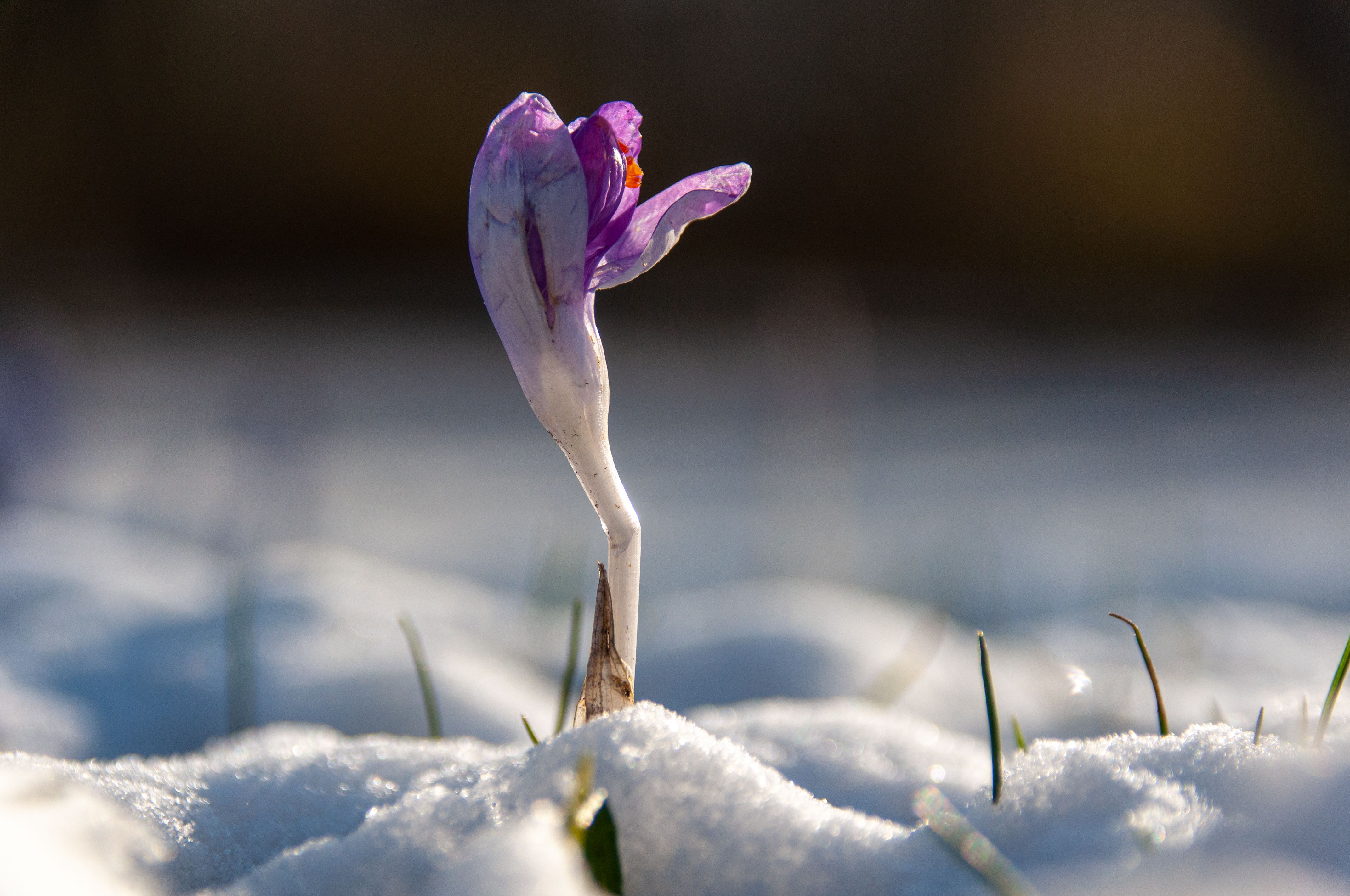 Spring of discontent