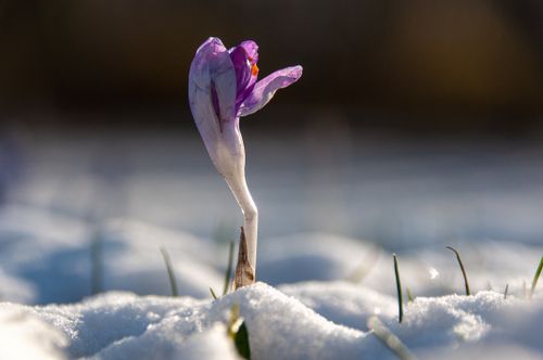 Free A vibrant purple crocus flower emerges from the snow, symbolizing resilience and spring. Stock Photo