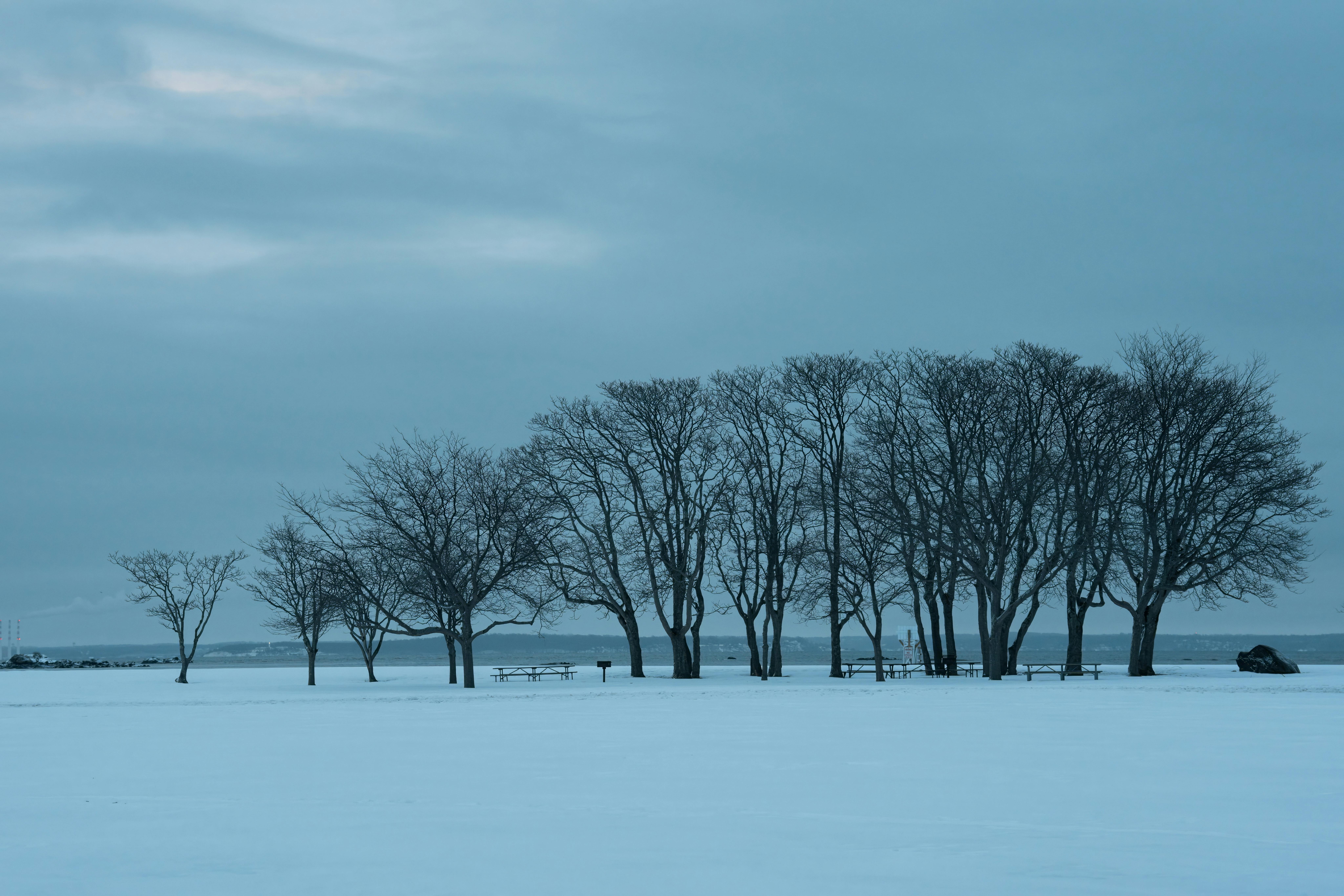 Kostenlos Friedliche Winterlandschaft mit kahlen Bäumen im Morgengrauen im Cove Island Park, Stamford. Stock-Foto