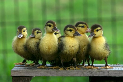 A group of six fluffy ducklings standing together on a wooden platform with a blurred green background.