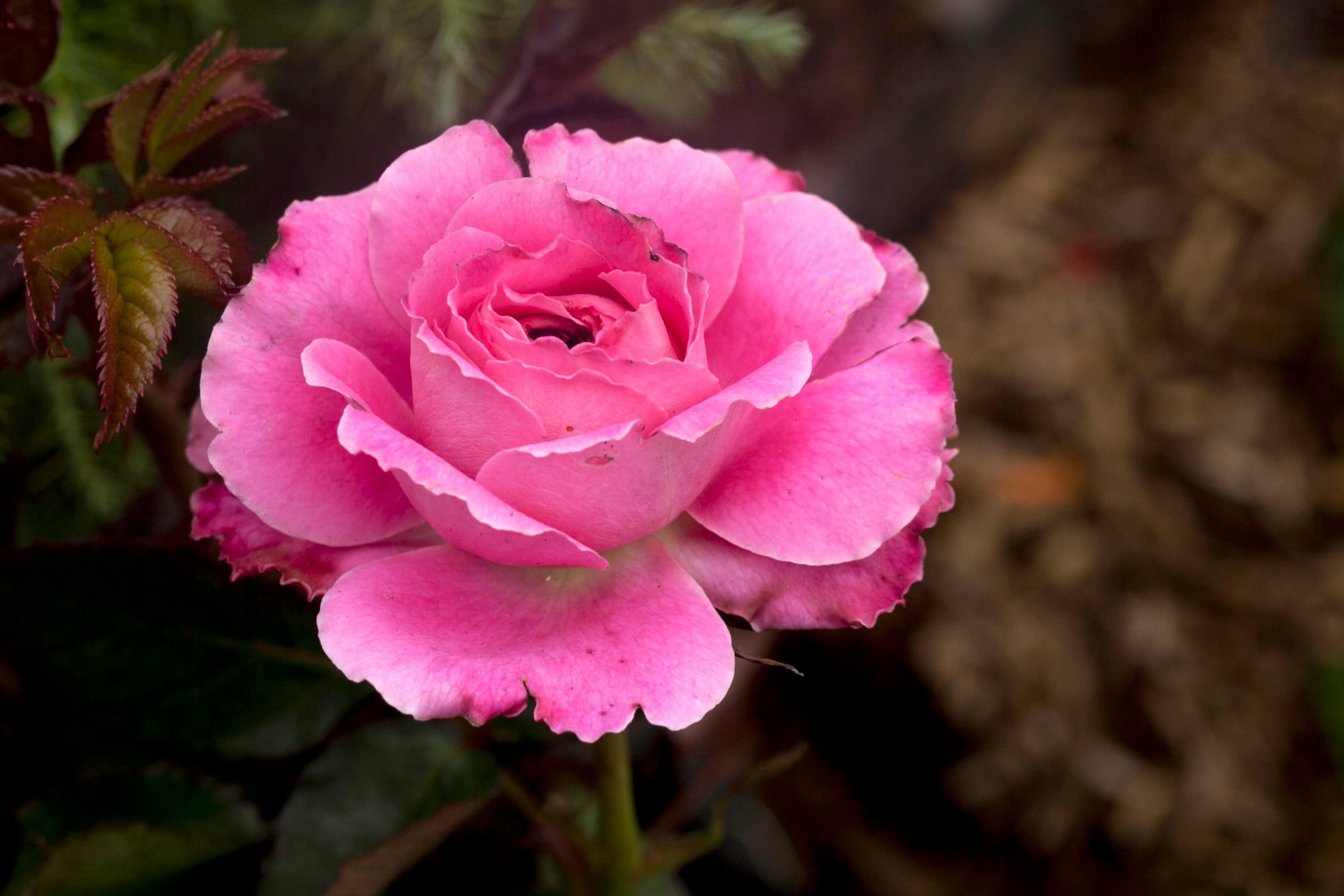 bezplatná Detailní pohled na kvetoucí růžovou růži v zahradním prostředí. Základová fotografie