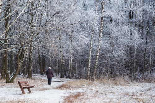 Free An individual strolling through a frosted forest in winter, capturing a serene and reflective atmosphere. Stock Photo