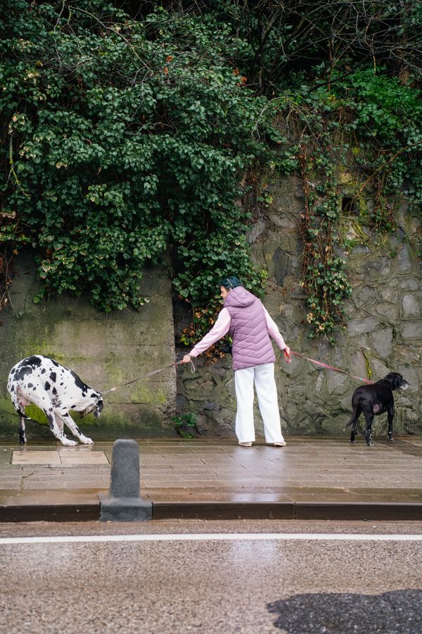 Professional Dog Walking Services in Woolwich