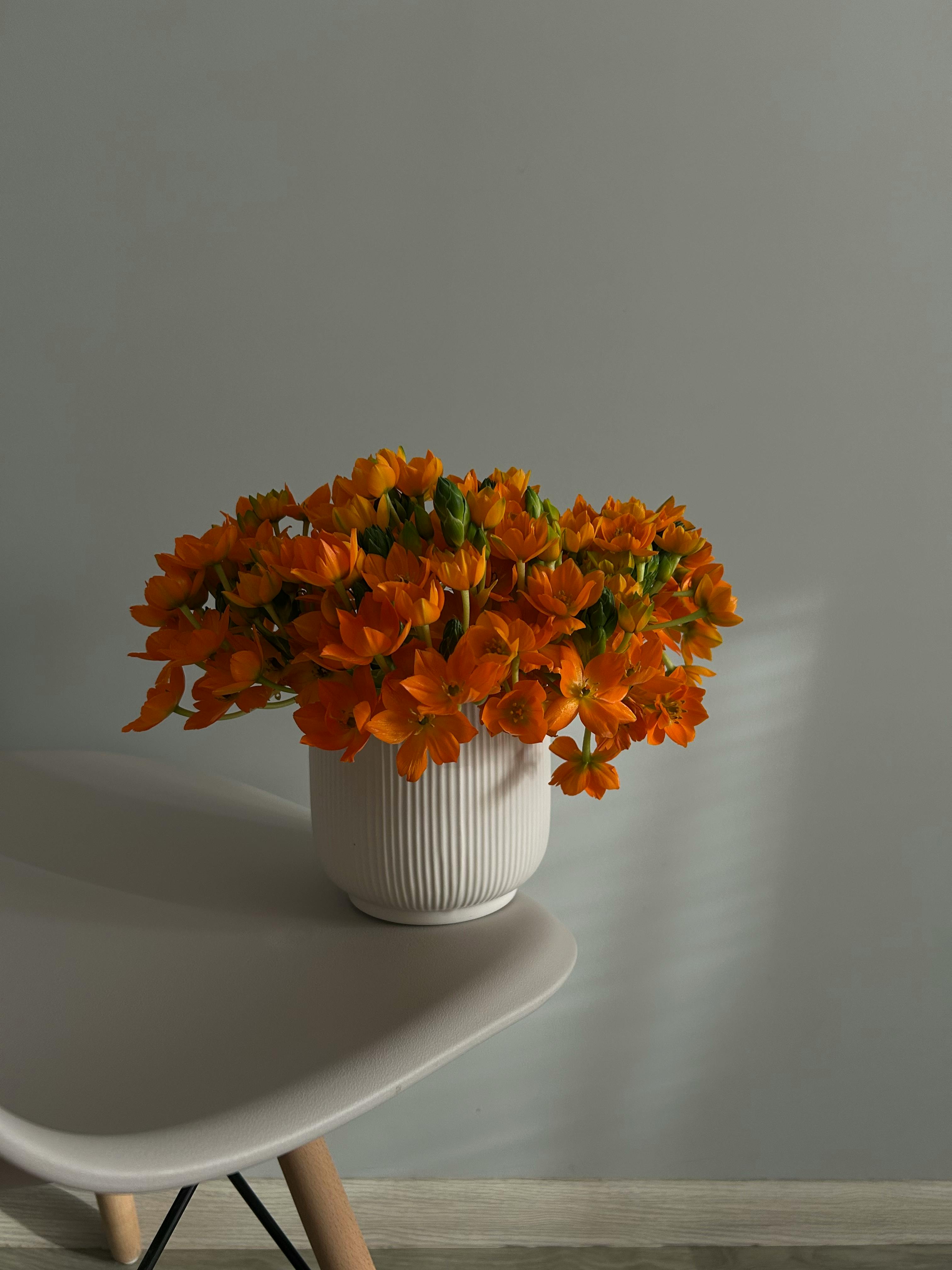 bezplatná Zářivě oranžové květy krásně aranžované v bílé keramické váze s vroubkovaným vzorem na moderním stole. Základová fotografie