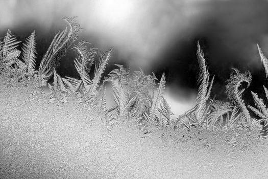Black and white image of detailed frost patterns resembling ferns on glass.
