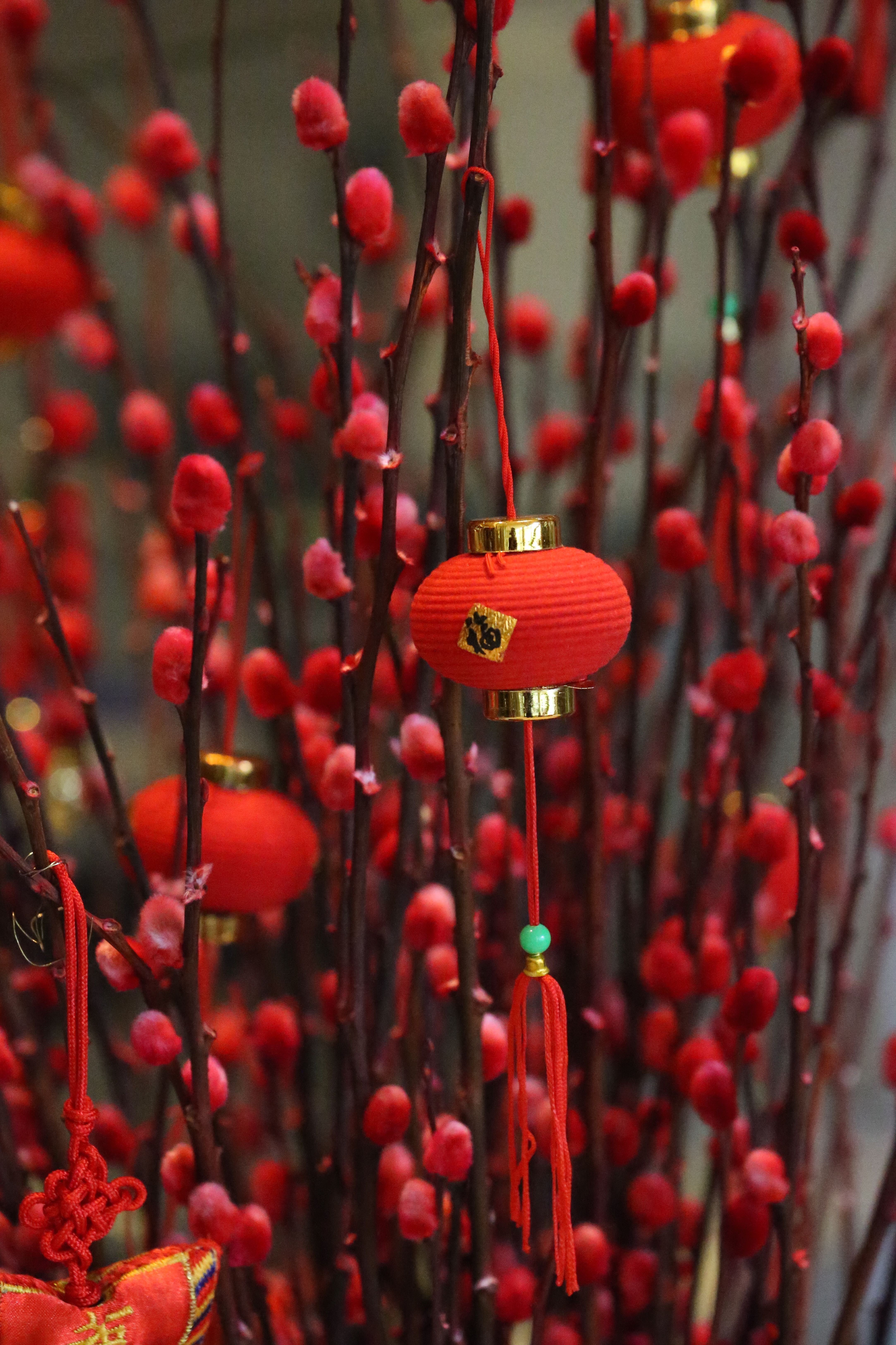 Vibrant Red Lanterns Amid Cherry Blossom Decor · Free Stock Photo