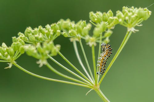 Yellow And Black Caterpillar On Green Plant