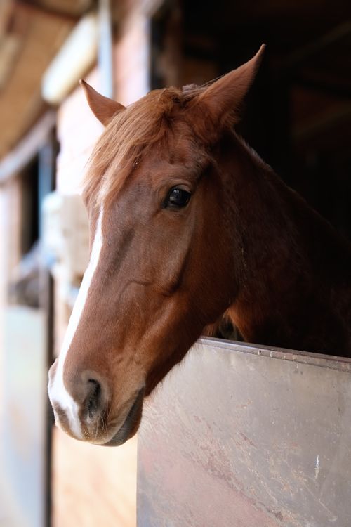 Free A chestnut horse calmly looks out from its stable in Şile, İstanbul, showcasing equine grace. Stock Photo