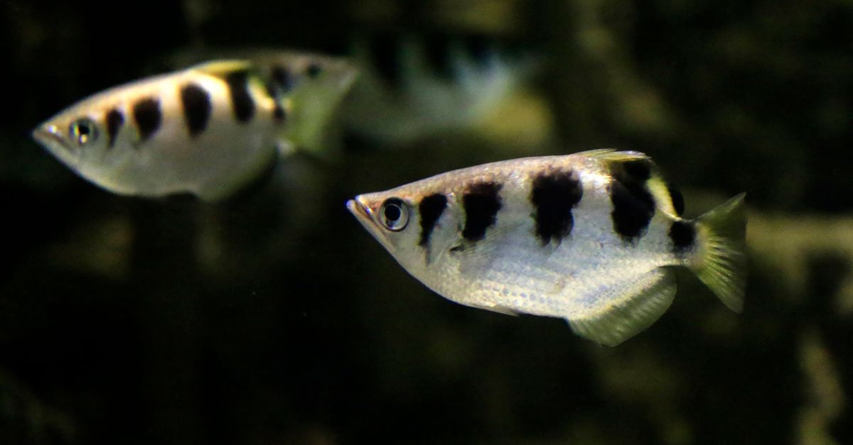 Los 10 animales con las capacidades biológicas más extraordinarias del planeta Los 10 animales con las capacidades biológicas más extraordinarias del planeta