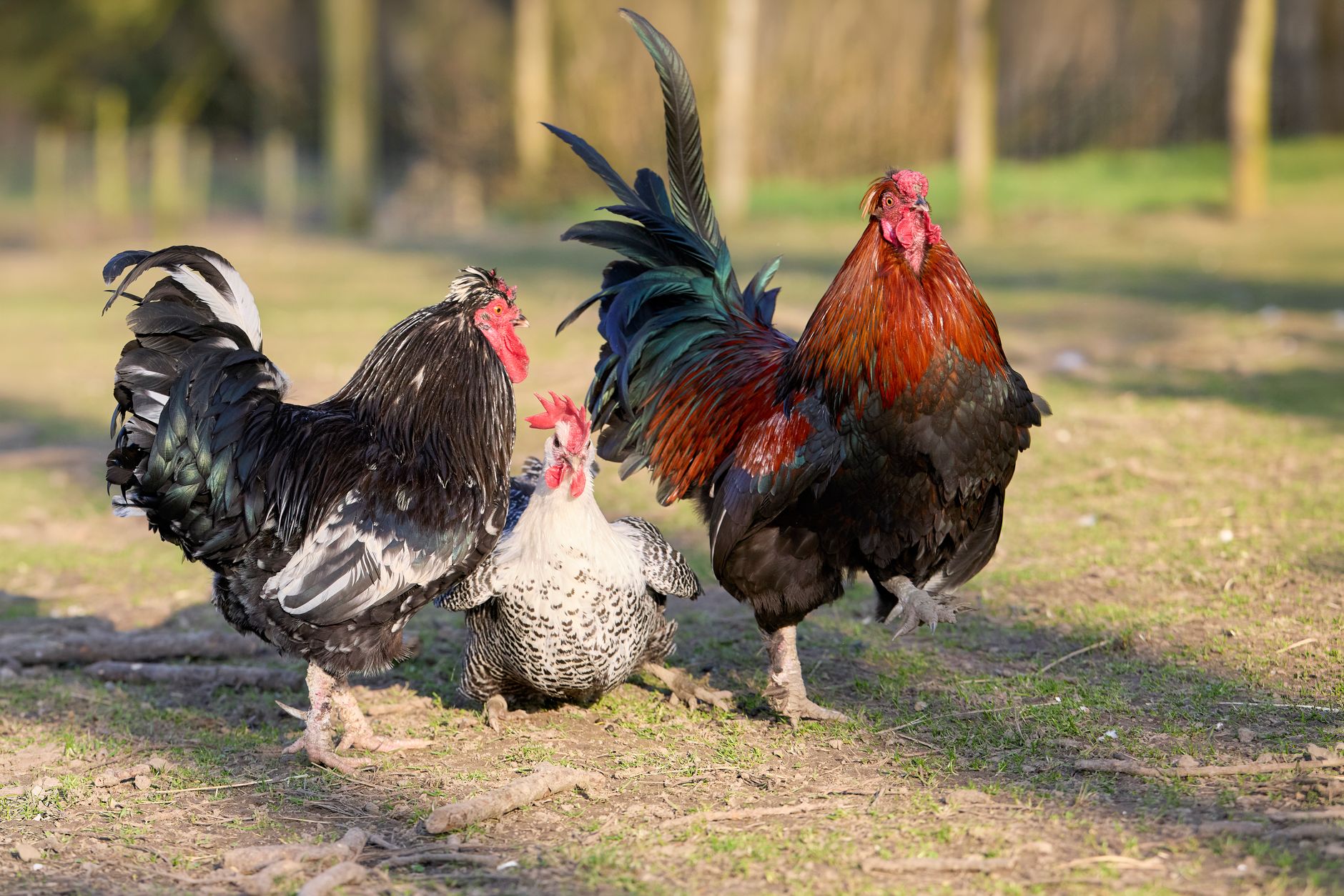 Colorful roosters and a hen basking in the rural farmyard sunshine, showcasing vibrant feathers.