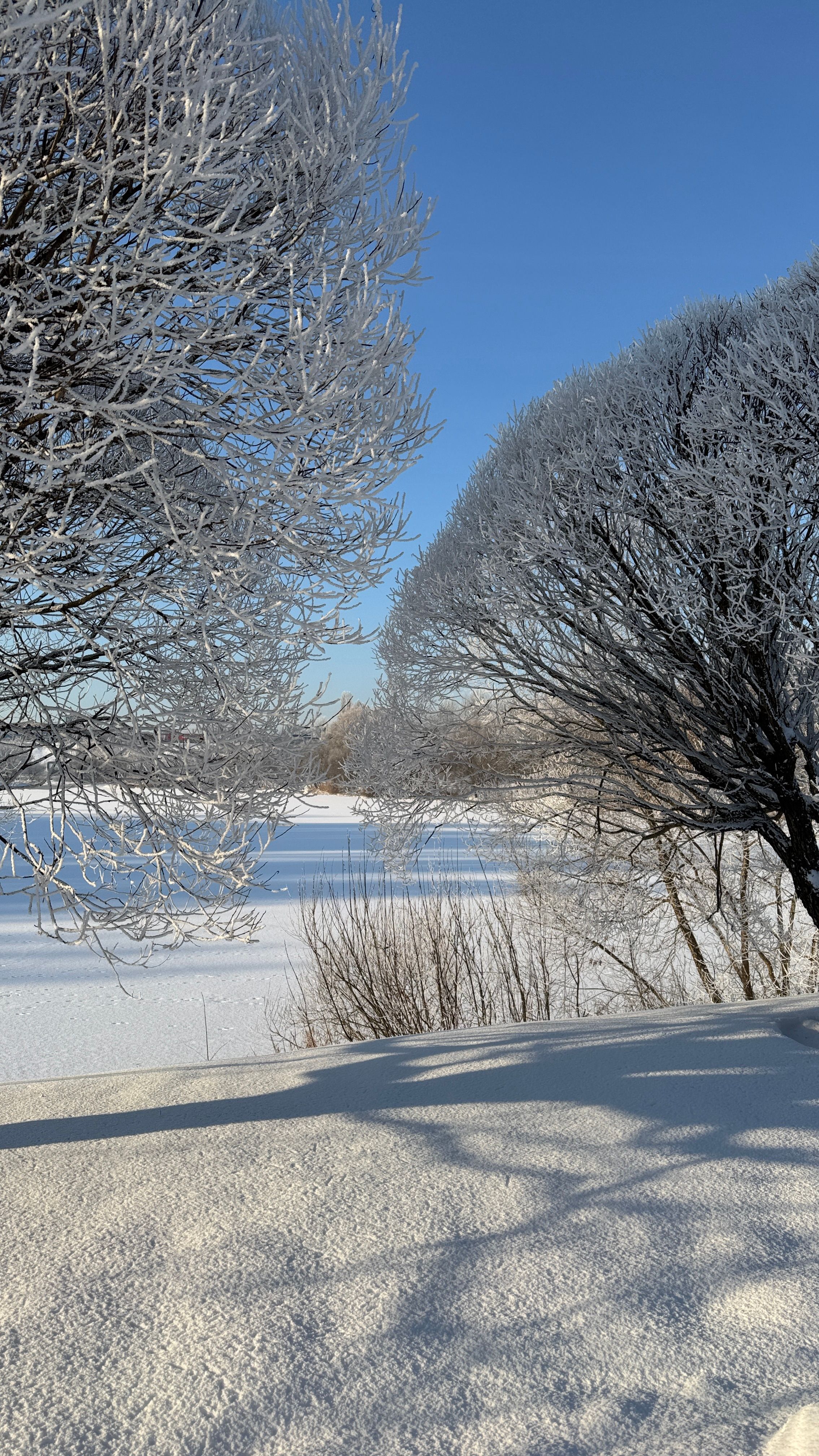Winter Wonderland Landscape with Frosted Trees · Free Stock Photo