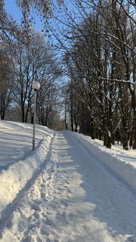 Serene winter scene of a snow-covered pathway surrounded by bare trees in a peaceful park.