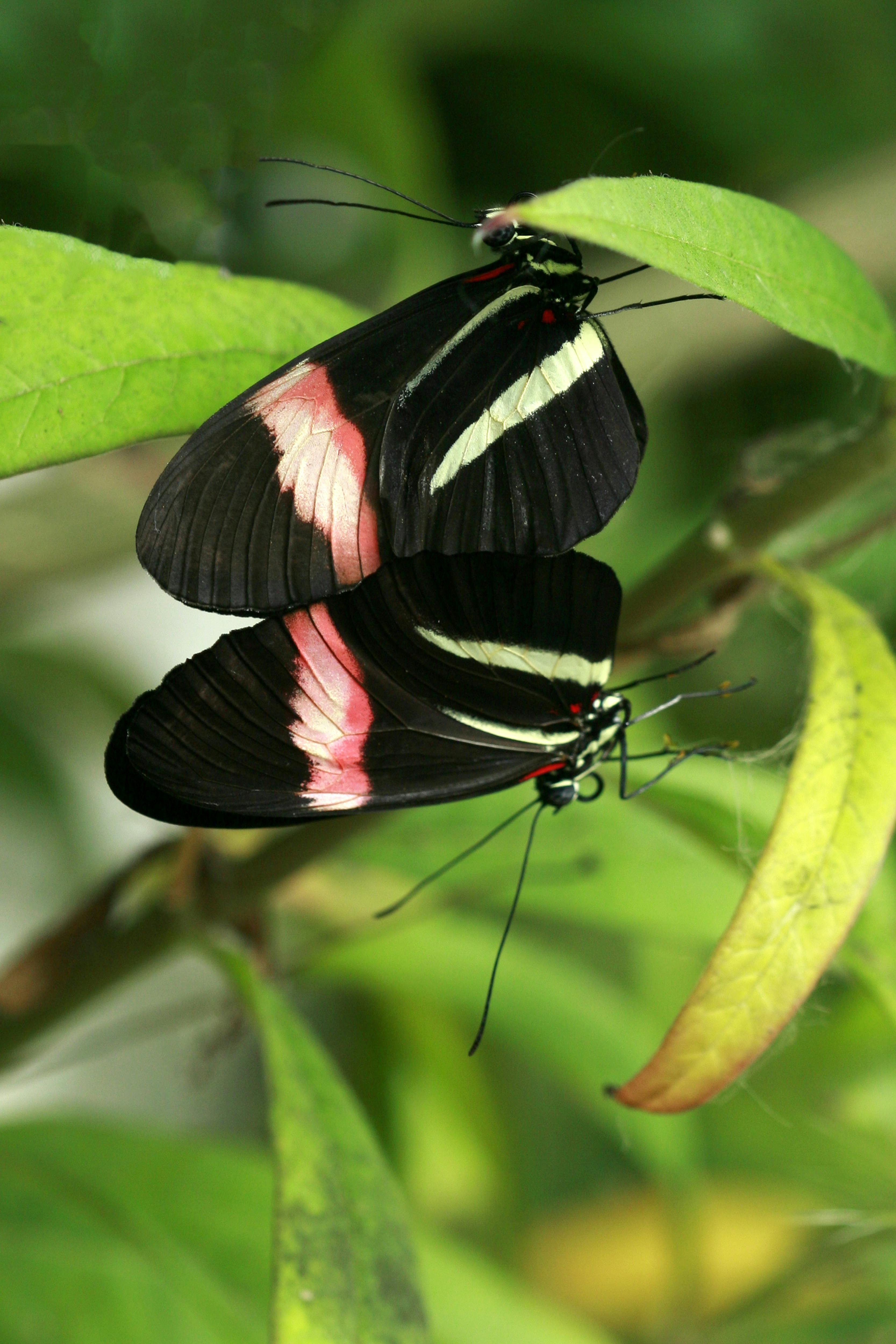 bezplatná Dva krásní černočervení motýli odpočívají na zářivě zelených listech a zdůrazňují tak zářivé barvy přírody. Základová fotografie