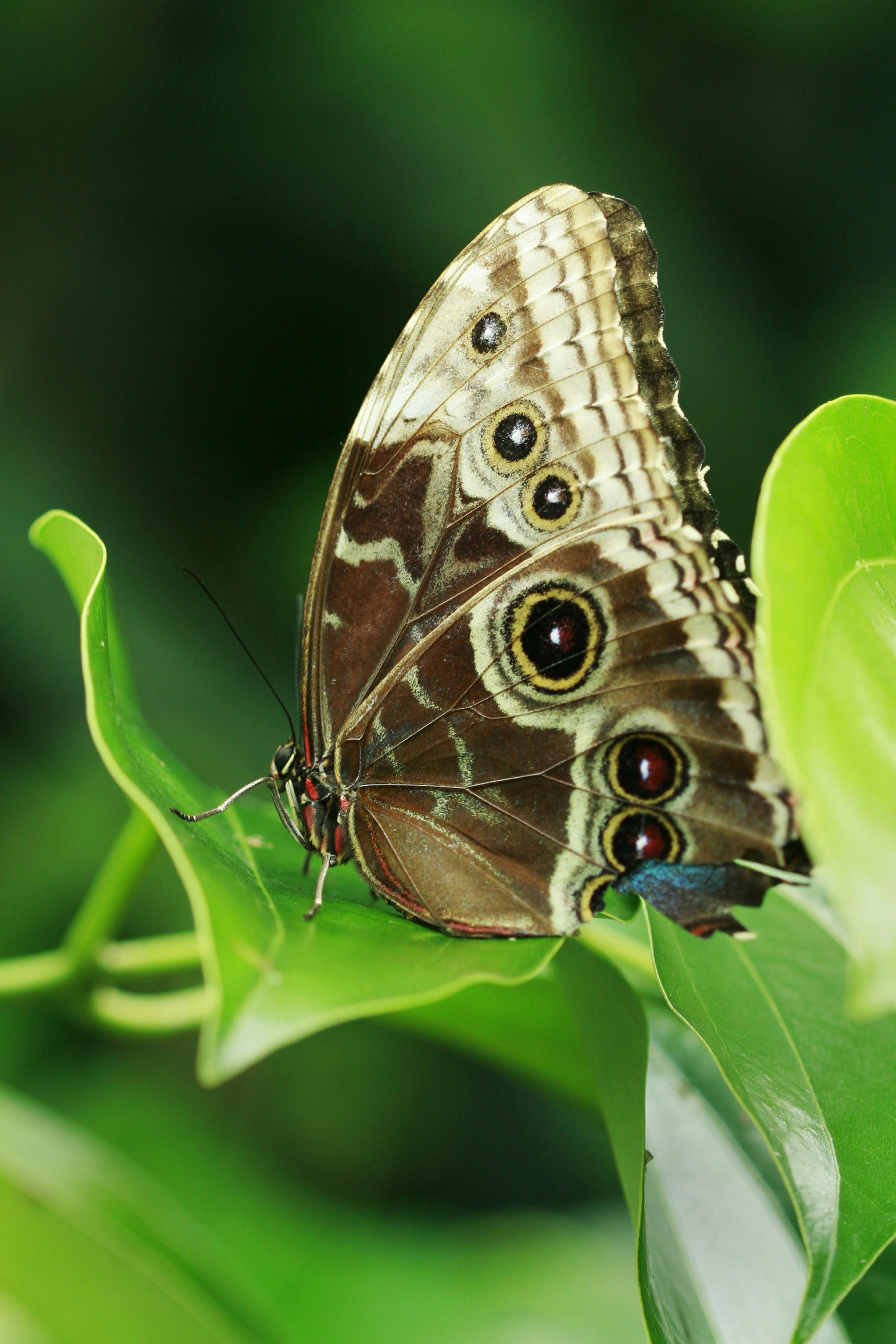 ฟรี ภาพมุมใกล้ของผีเสื้อสีน้ำตาลเกาะอยู่บนใบไม้ โดยมีฉากหลังเป็นสีเขียวชอุ่ม คลังภาพถ่าย