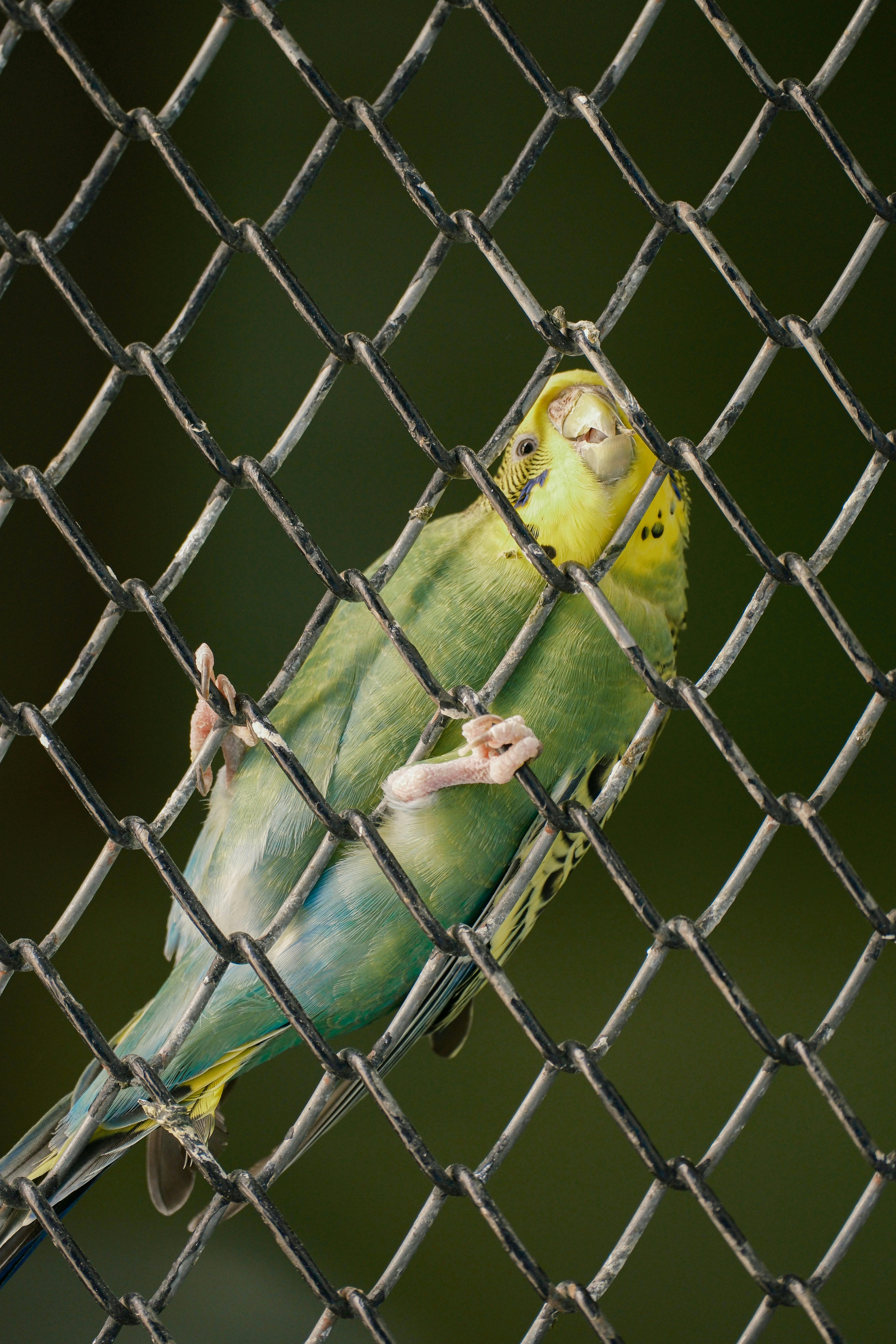 Gratuit Une perruche ondulée aux couleurs éclatantes, perchée sur une clôture en fil de fer, exhibe son plumage coloré. Photos