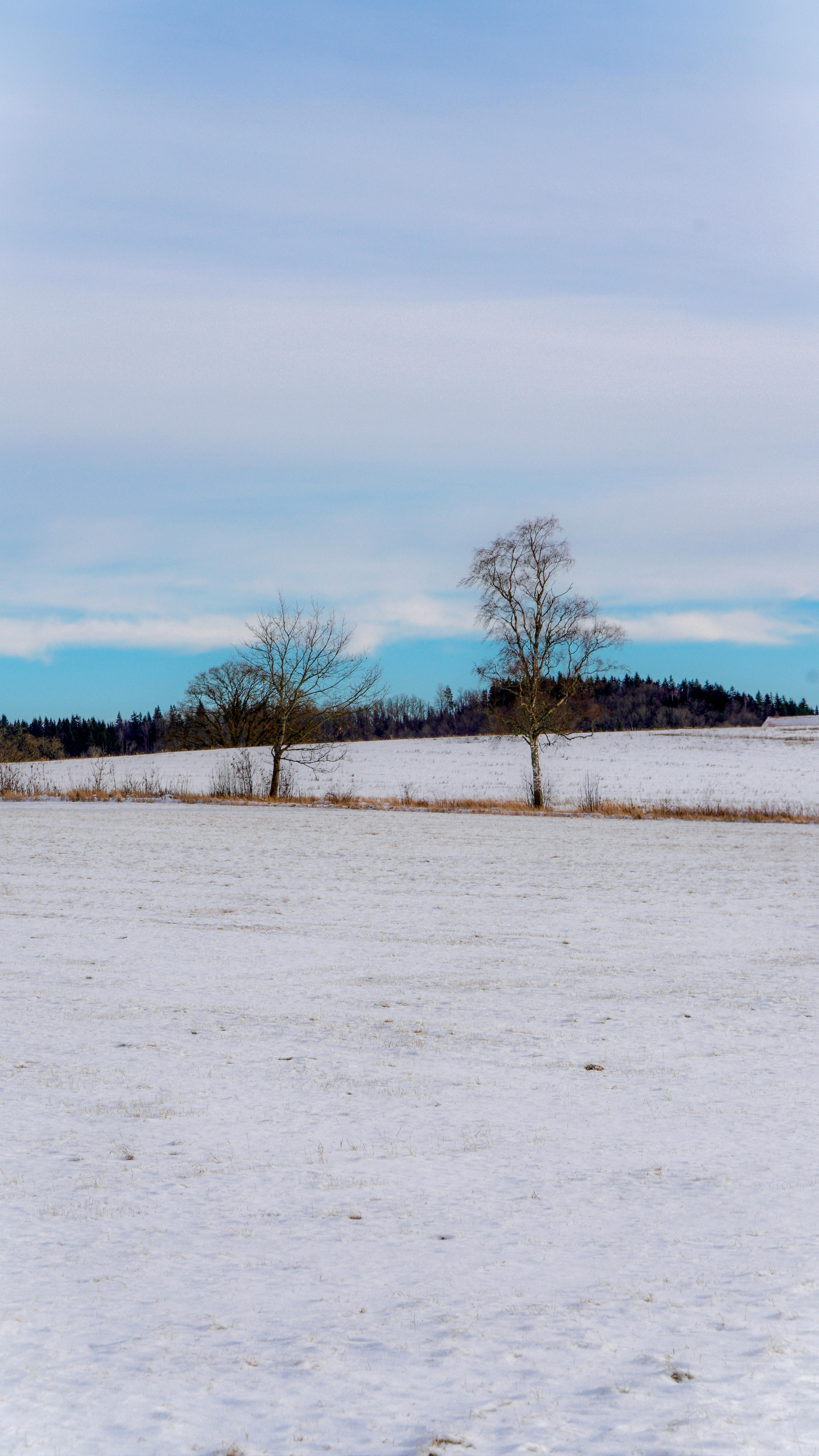 ฟรี ภาพทิวทัศน์ฤดูหนาวอันสงบเงียบ ทุ่งหญ้าปกคลุมด้วยหิมะ และต้นไม้ไร้ใบสองต้นใต้ท้องฟ้าที่ปกคลุมไปด้วยเมฆ คลังภาพถ่าย