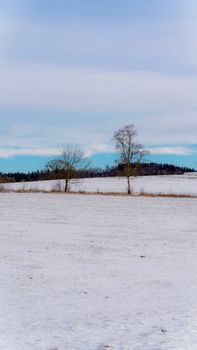 Serene winter scene with snow-covered field and two bare trees under a cloudy sky.