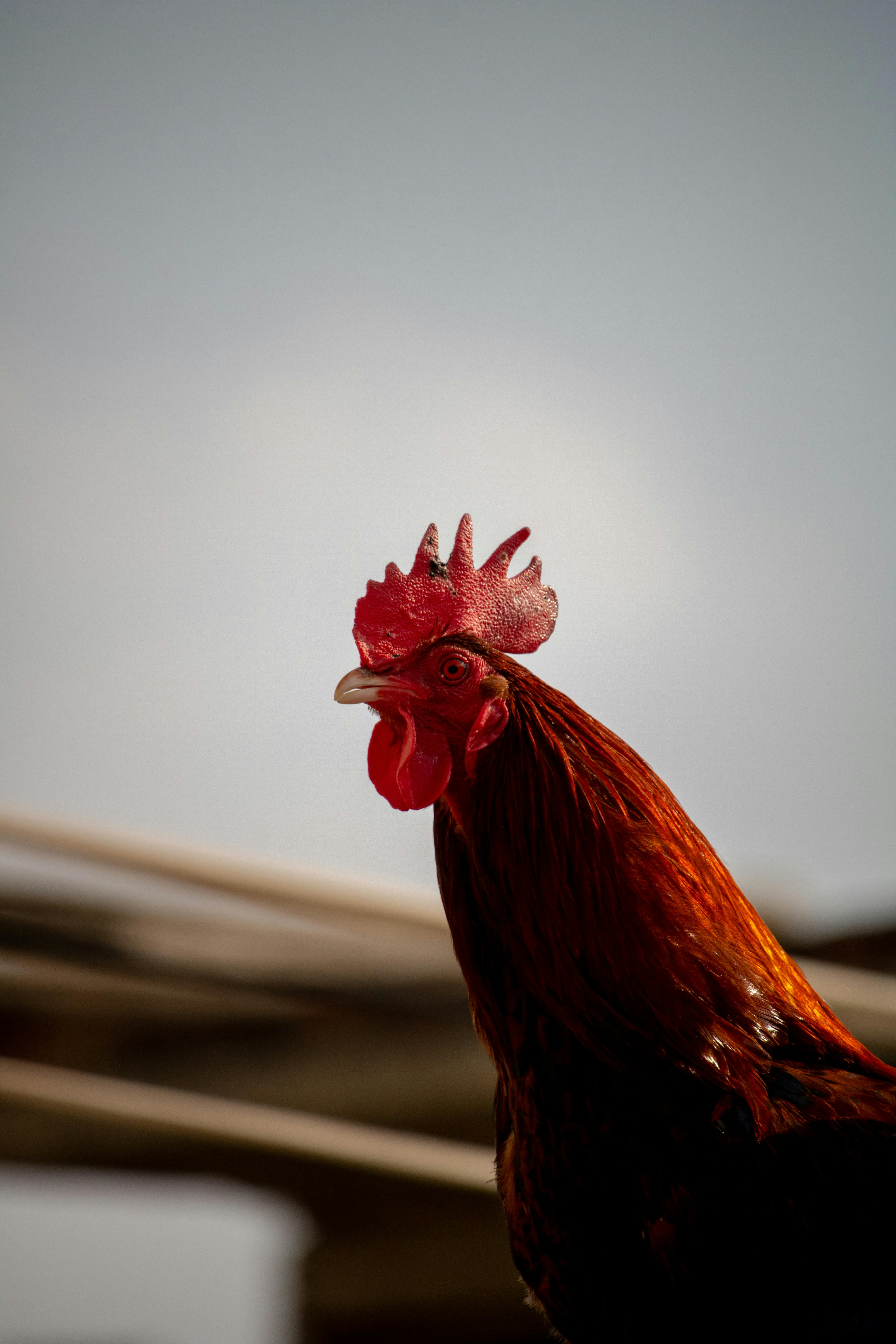 ฟรี ภาพถ่ายระยะใกล้ที่สวยงามของไก่ตัวผู้ ขนสีสันสดใส เน้นให้เห็นหงอนสีแดงตัดกับฉากหลังที่สงบเงียบ คลังภาพถ่าย
