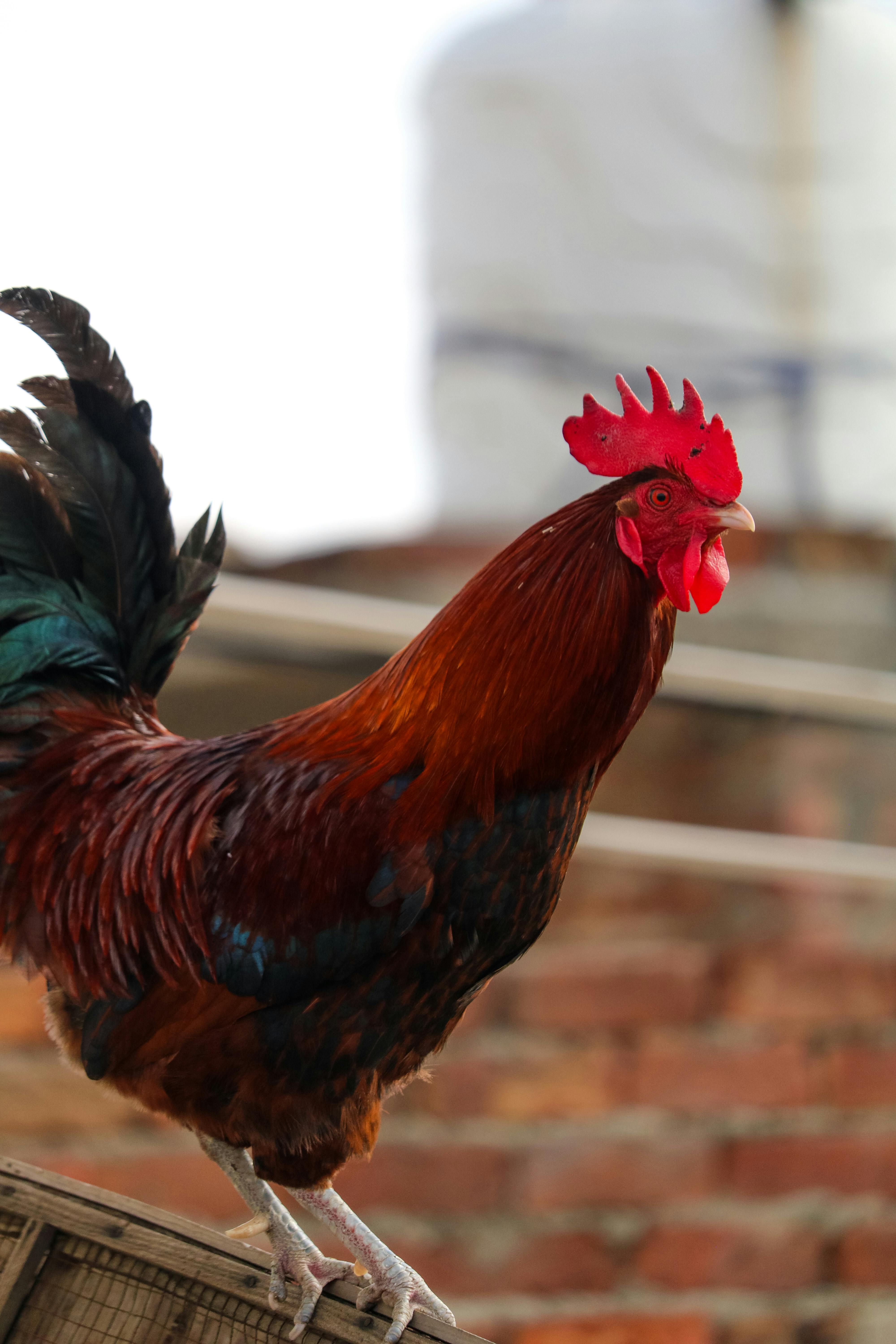bezplatná Barevný kohout s jasným peřím stojící na střeše a odhalující svůj zářivě červený hřeben. Základová fotografie