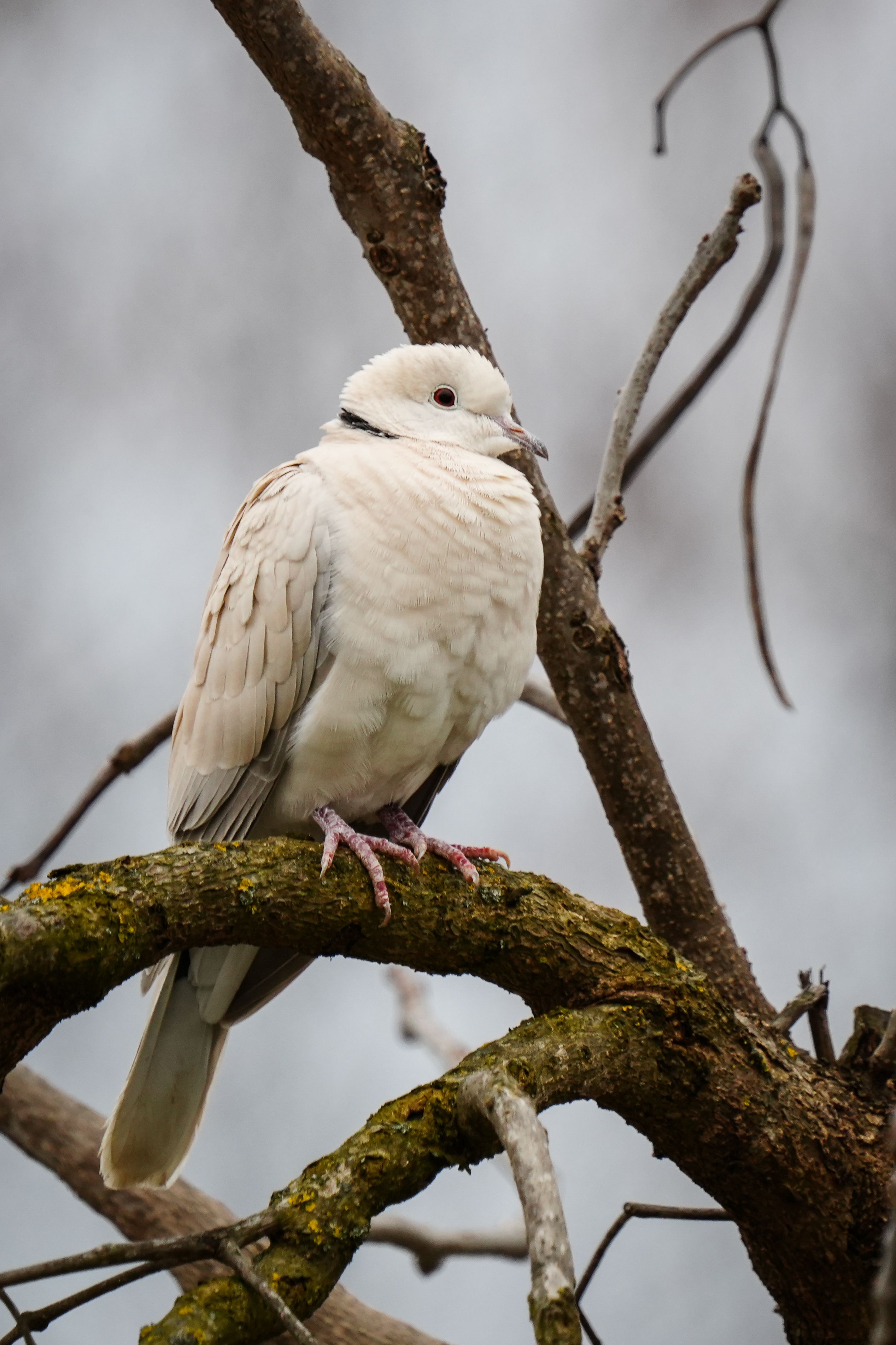 Detailed image of a Eurasian Collared-Dove resting on a tree branch, showcasing its elegant plumage.